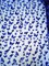 1 Yard Royal Blue 3D Butterfly Mesh Fabric with Satin Appliqués for Dresses and Décor 54 Inch Wide